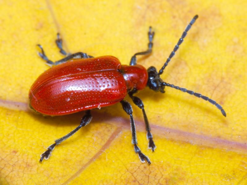 Lilioceris lilii (Scopoli, 1763)